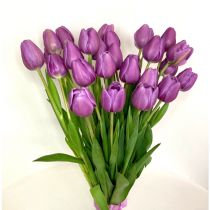 tulipan fioletowy