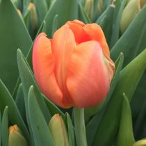 tulipan pomarańczowy