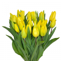 tulipan żółty