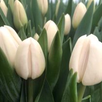 tulipan_bialy1_1x1-1.jpg
