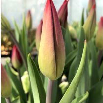 tulipan czerwony