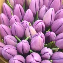 tulipan fioletowy