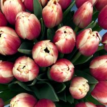tulipan kremowo-czerwony