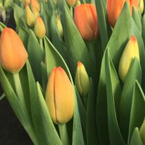 tulipan pomarańczowy