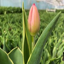 tulipan różowy
