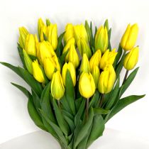 tulipan żółty