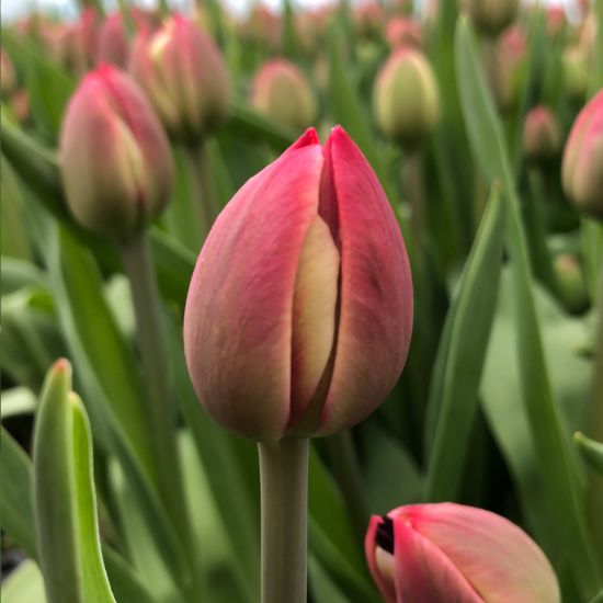 tulipan pełny-wielokwiatowy