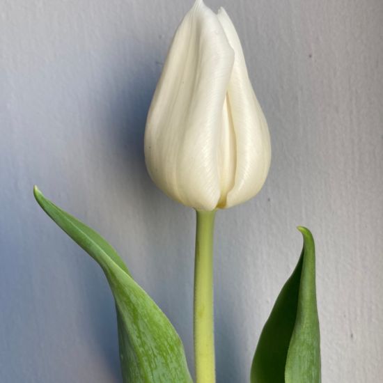 tulipan biały
