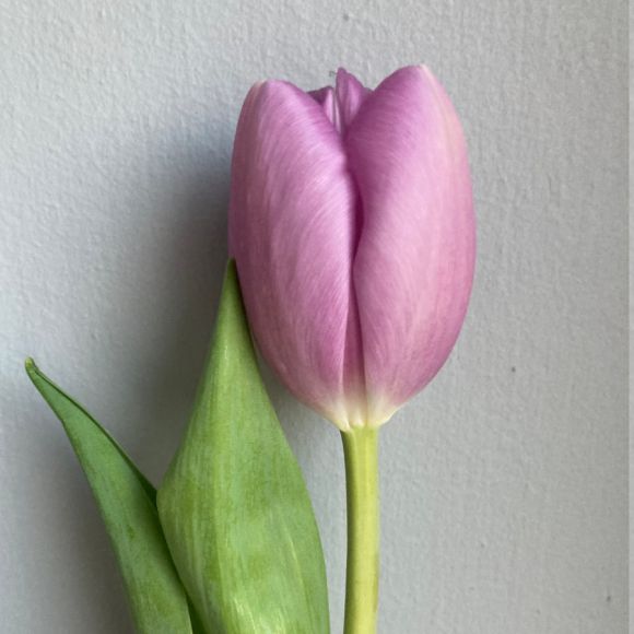 Tulipan fioletowy